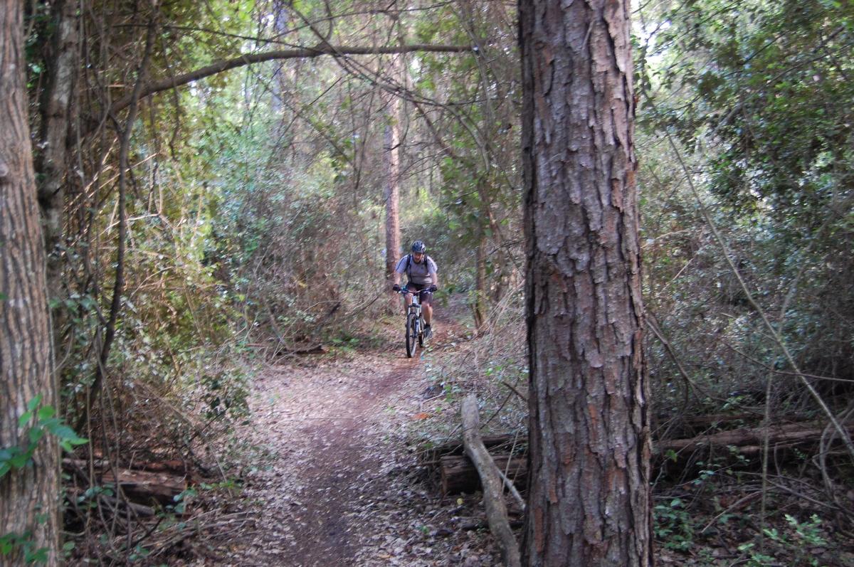 A mountain biker rides along a narrow, winding trail in a lush forest, surrounded by tall trees and dense foliage. The path is covered with leaves and branches, creating a natural, serene atmosphere. Tillie Fowler Regional Park mountain bike trail.