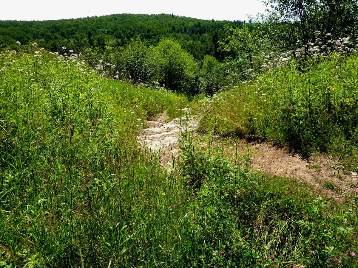A winding dirt path leads through lush greenery, with tall grass and wildflowers on either side. In the background, rolling hills covered in dense trees rise against a clear blue sky, suggesting a serene and natural landscape. Hartley Park mountain bike trail.