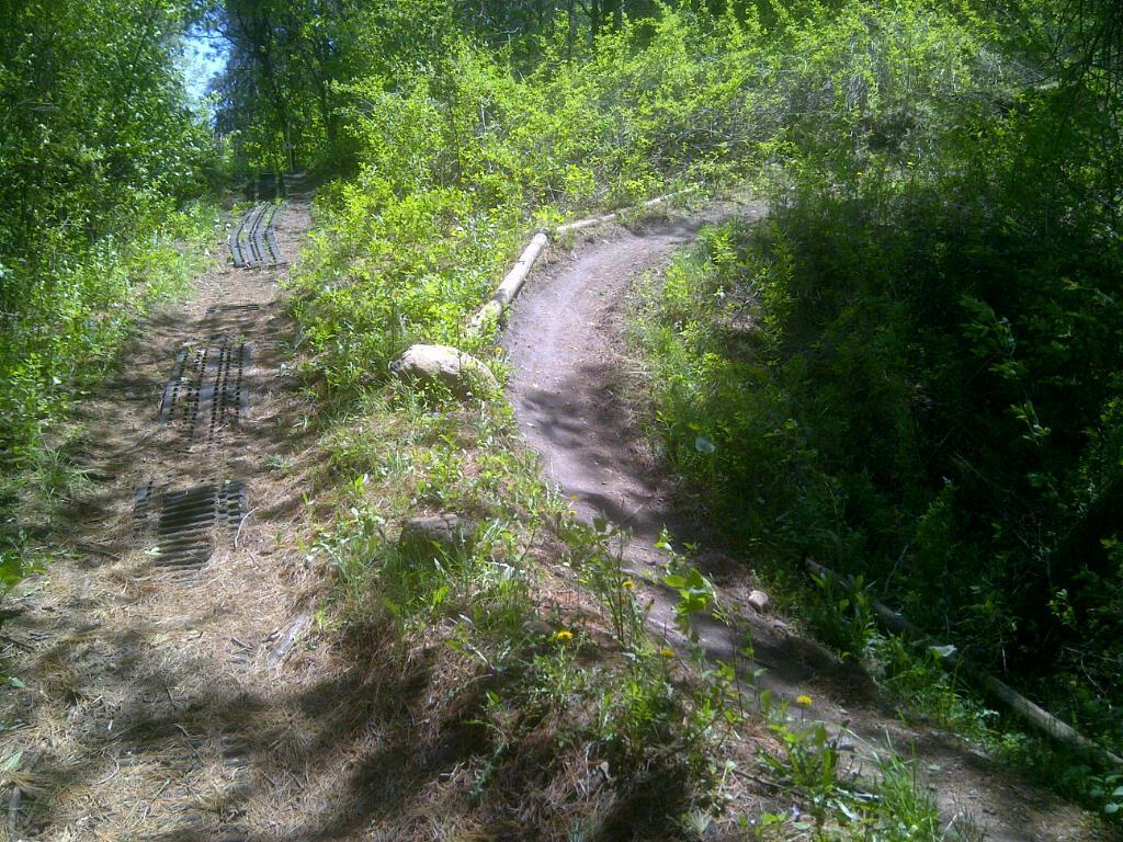 A winding dirt path through a forested area, flanked by lush greenery and small rocks. The trail splits into two directions, with one side featuring a smooth, rounded path and the other showing tire tracks on a more rugged surface. Sunlight filters through the leaves, creating a dappled effect on the ground. The Pines mountain bike trail.
