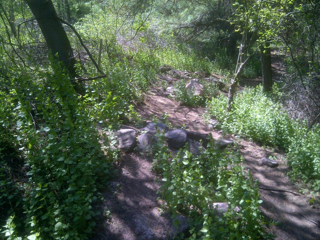 A wooded trail surrounded by vibrant green foliage and scattered rocks, with sunlight filtering through the trees, creating a peaceful natural setting. The Pines mountain bike trail.