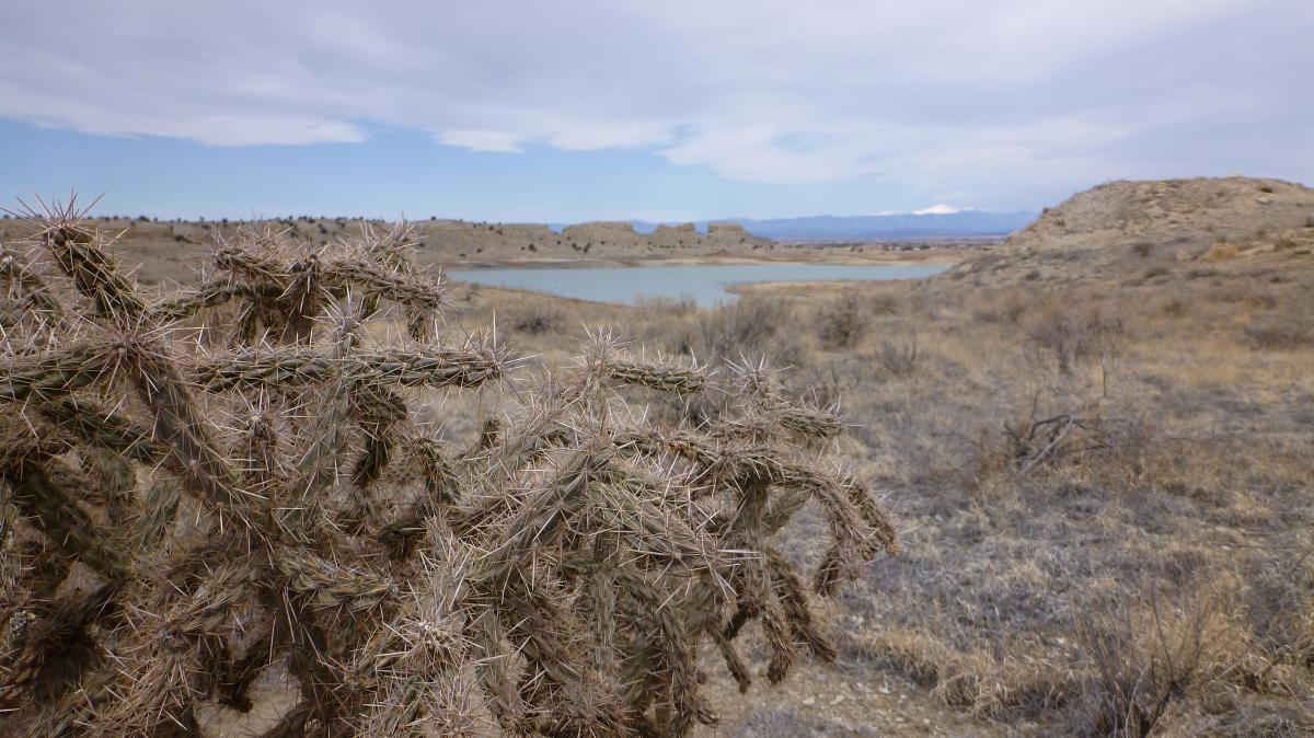 A close-up view of a spiny cactus in a dry landscape, with a tranquil lake and distant hills in the background under a cloudy sky. South Shore Lake Pueblo mountain bike trail.