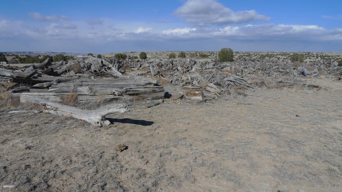 A barren landscape featuring scattered, weathered logs and branches on dry, sandy ground, under a partly cloudy blue sky. Small shrubs dot the background, with a distant view of rolling hills. South Shore Lake Pueblo mountain bike trail.