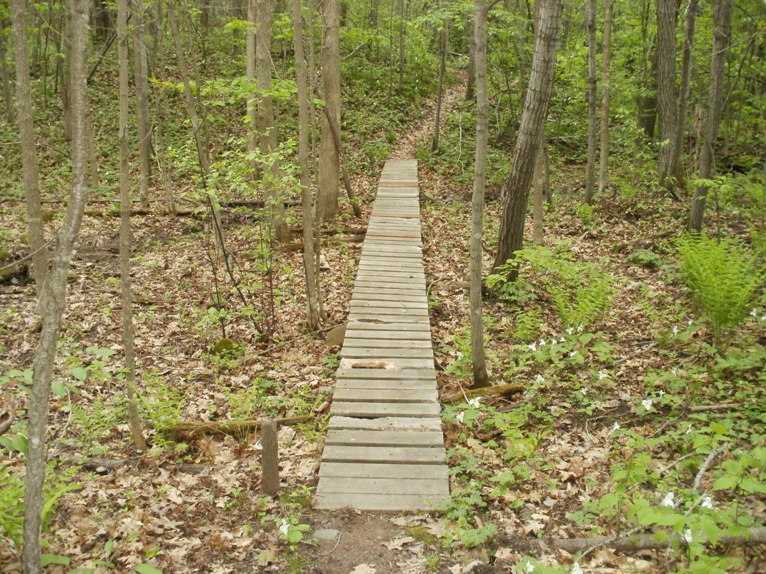 A wooden footbridge leading through a lush forest. The path is surrounded by green foliage and scattered leaves on the ground, with tall trees on either side. Small white flowers and ferns are visible along the edges of the trail. Hickory Ridge mountain bike trail.