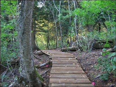 A winding wooden boardwalk path through a lush green forest, surrounded by trees and underbrush, with dappled sunlight filtering through the foliage. Britton Peak Trail System mountain bike trail.