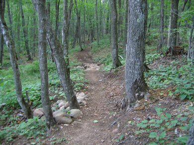 A dirt trail winding through a dense forest, bordered by tall trees and lush green foliage, with scattered rocks along the path. Britton Peak Trail System mountain bike trail.