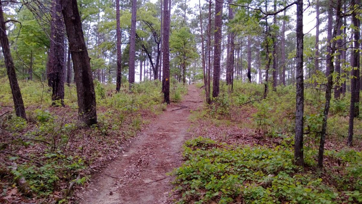 A dirt trail winding through a wooded area, surrounded by tall pine trees and green underbrush, creating a serene outdoor atmosphere. Wild Azalea Trail mountain bike trail.