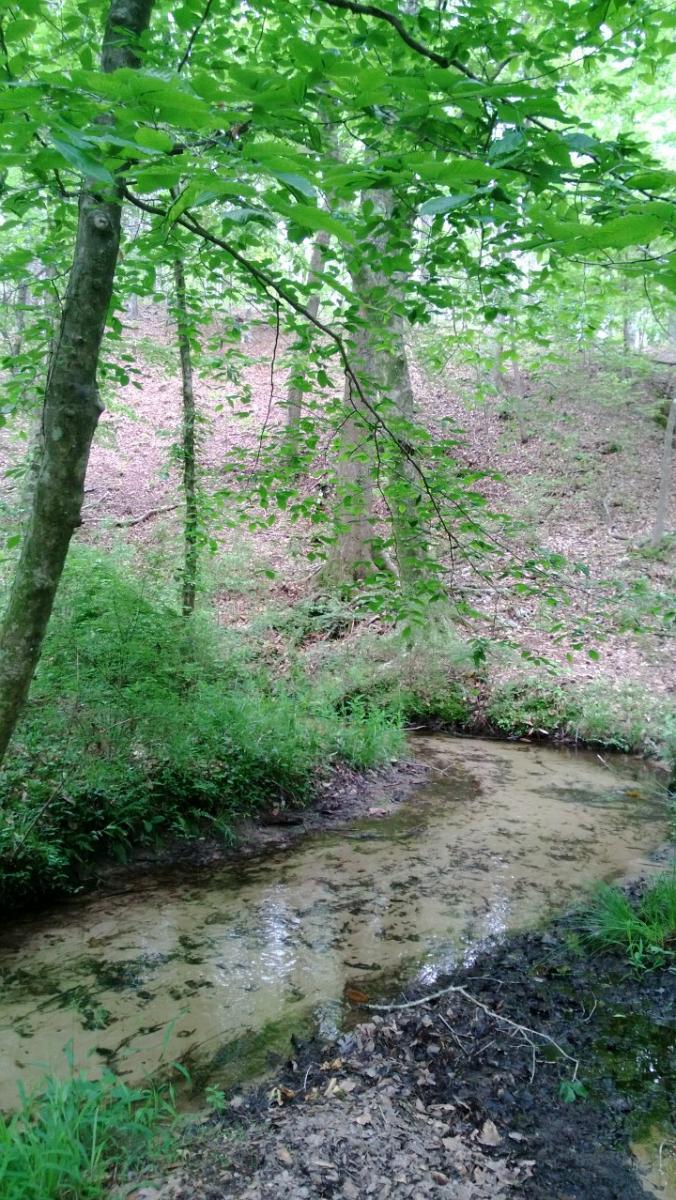 A serene forest scene featuring a small, gently flowing creek surrounded by lush green trees and undergrowth. The ground is covered with fallen leaves and grass, reflecting a peaceful natural setting. Wild Azalea Trail mountain bike trail.