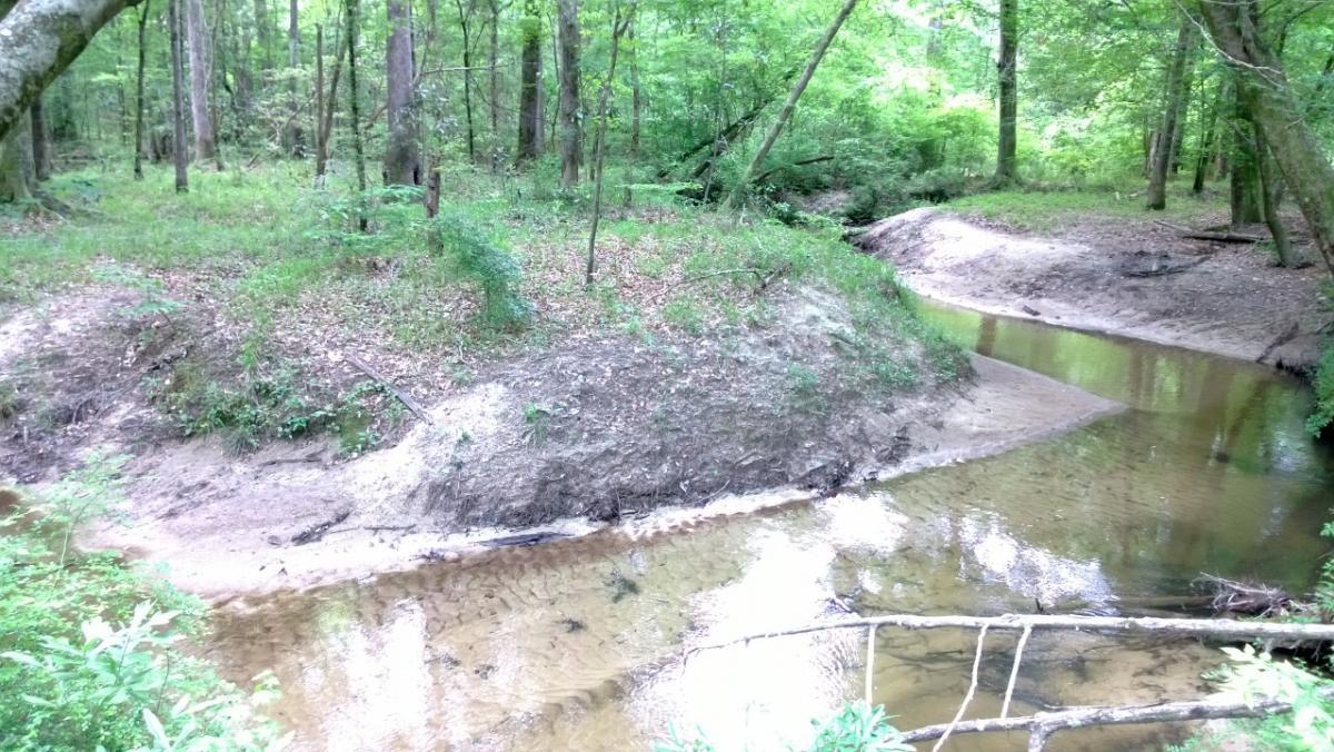 A serene forest scene featuring a small, shallow creek winding through a lush green landscape. The area is surrounded by trees, with some sandy banks and patches of grass and foliage. Sunlight filters through the leaves, highlighting the natural beauty of the setting. Wild Azalea Trail mountain bike trail.