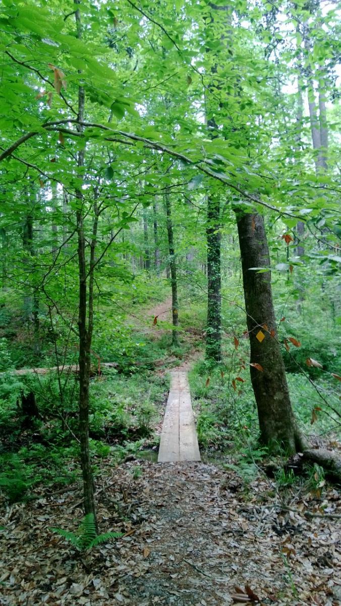 A narrow wooden bridge leads through a lush green forest, surrounded by trees and underbrush. The vibrant foliage suggests a tranquil and serene natural environment. Wild Azalea Trail mountain bike trail.