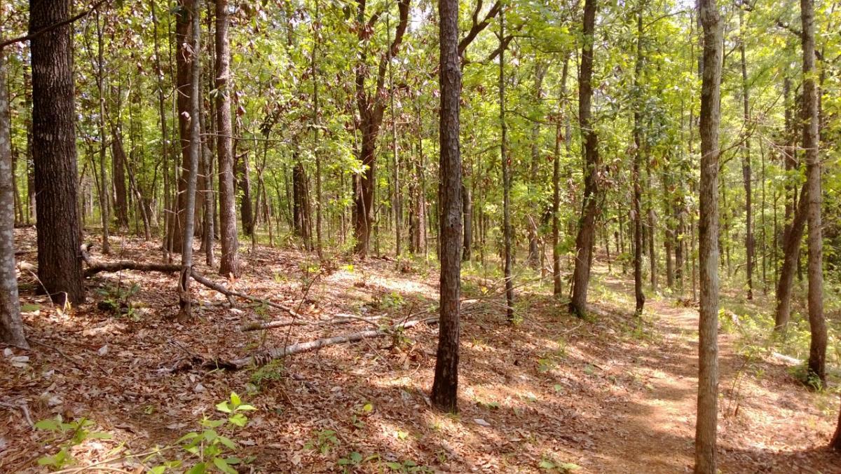 A tranquil forest scene featuring tall, slender trees surrounded by vibrant green foliage. The ground is covered with a mix of fallen leaves and small plants, indicating a natural, serene pathway that meanders through the woods. Sunlight filters softly through the canopy, creating a peaceful atmosphere. Wild Azalea Trail mountain bike trail.
