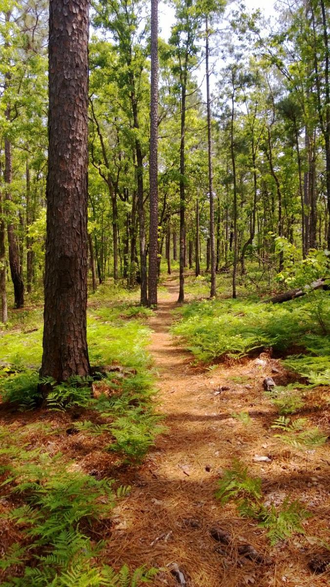A tranquil forest scene featuring a winding dirt path surrounded by tall trees and lush ferns. Sunlight filters through the green foliage, creating a serene and inviting atmosphere. Wild Azalea Trail mountain bike trail.