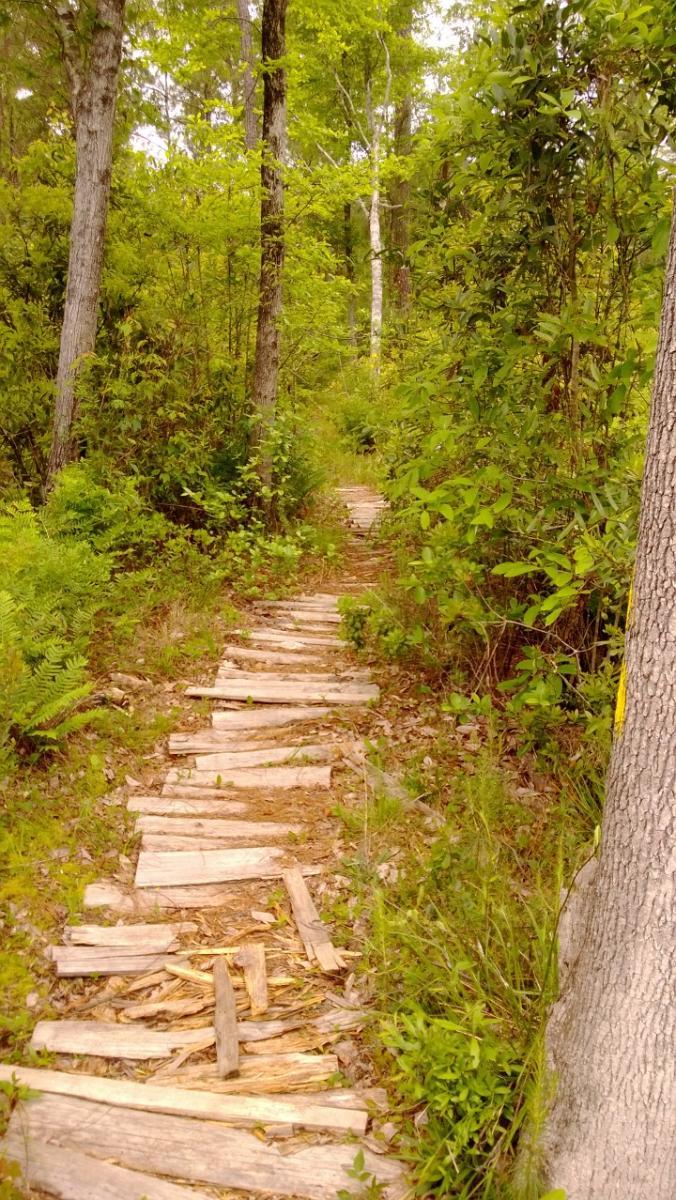 A narrow wooden pathway winding through a lush green forest, surrounded by tall trees and dense foliage. The path consists of uneven wooden planks, partially covered with fallen leaves and small plants, inviting exploration into the natural surroundings. Wild Azalea Trail mountain bike trail.