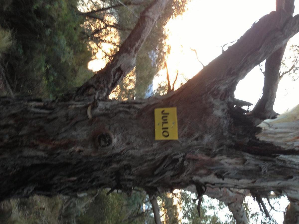 A close-up view of a tree trunk with a yellow sign attached that reads "JULIO." The background features blurred foliage and hints of light, suggesting a natural outdoor setting during sunset or sunrise. Julio mountain bike trail.
