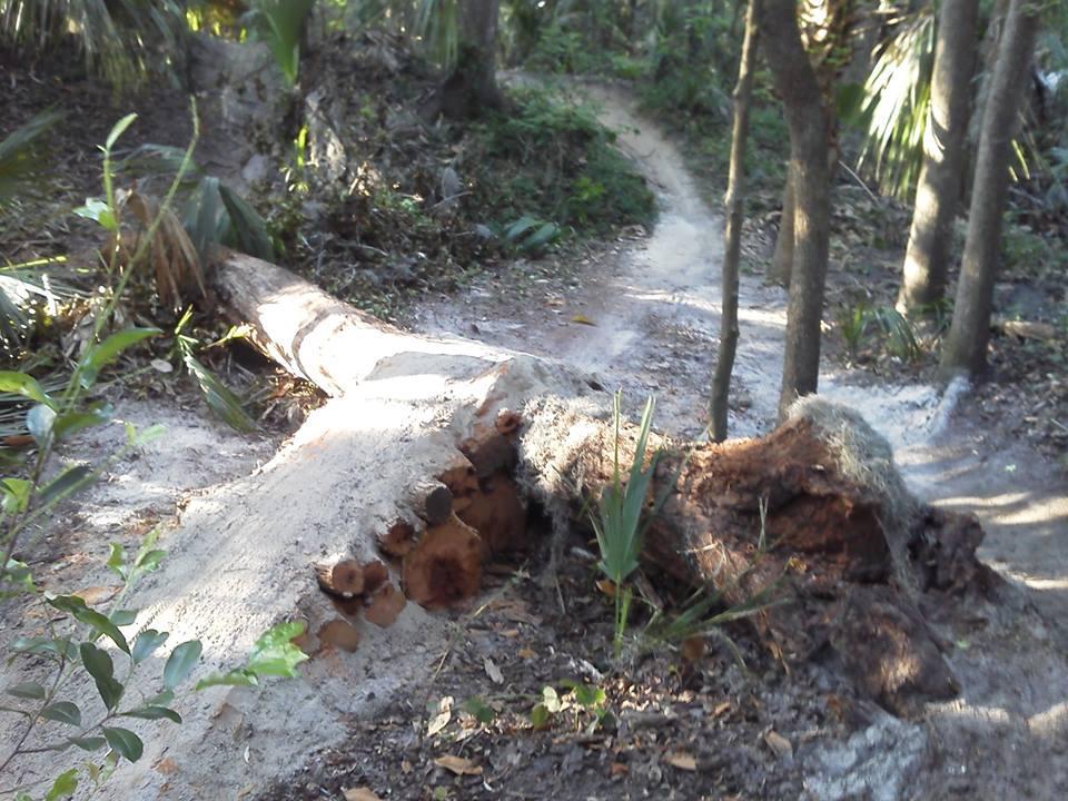 A large, fallen tree trunk lies across a dirt path in a lush forest, surrounded by green foliage and palm fronds. The tree is cut at one end, revealing its rings, while the other end extends into the underbrush. A winding trail leads further into the woods beside the fallen tree. Chuck Lennon Park mountain bike trail.