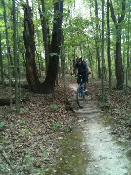 A mountain biker navigating a rocky trail in a forest, surrounded by tall green trees and a carpet of fallen leaves. The cyclist is wearing a helmet and is in the process of riding over a section of the path that includes small wooden steps. Kickapoo mountain bike trail.