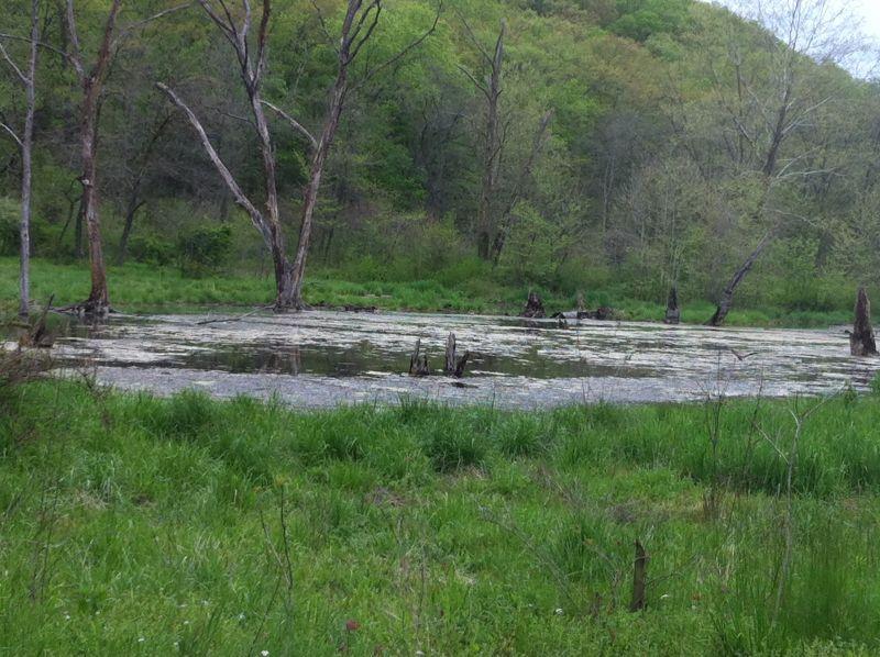 A tranquil wetland area featuring a small pond covered with green algae, surrounded by lush grass and sparse trees. The background showcases a variety of deciduous trees in spring foliage, adding to the serene natural setting. Lost Valley mountain bike trail.