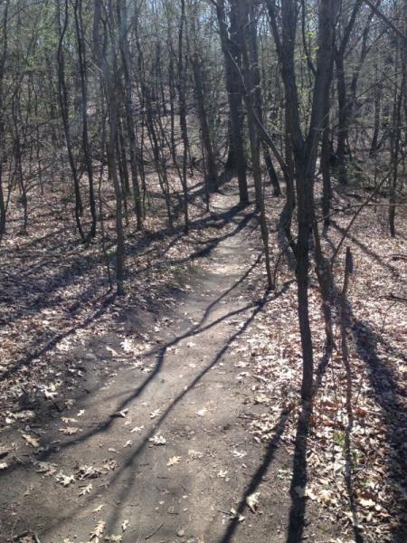 A winding dirt path through a forest, surrounded by bare trees and scattered dried leaves. The sunlight casts long shadows on the ground, creating a serene and tranquil atmosphere. Carver Lake Park mountain bike trail.