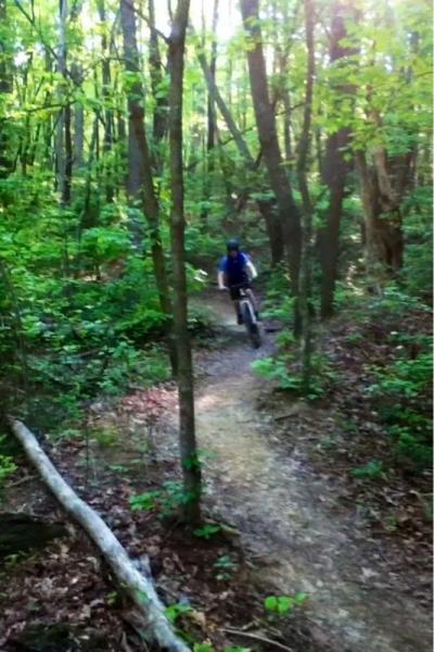 A person riding a mountain bike on a narrow trail through a lush, green forest filled with trees and foliage. Sunlight filters through the leaves, creating a dappled light effect on the path. Five Points mountain bike trail.
