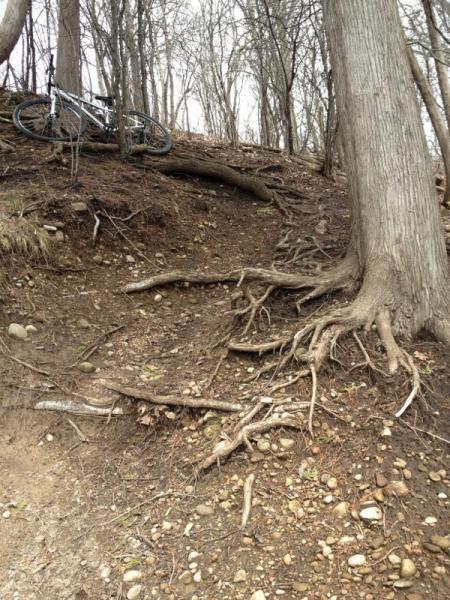 A mountain bike leaning against a tree on a rugged, uneven path with exposed roots and stones, surrounded by bare trees in a forested area. Hardy Rd. Trail mountain bike trail.
