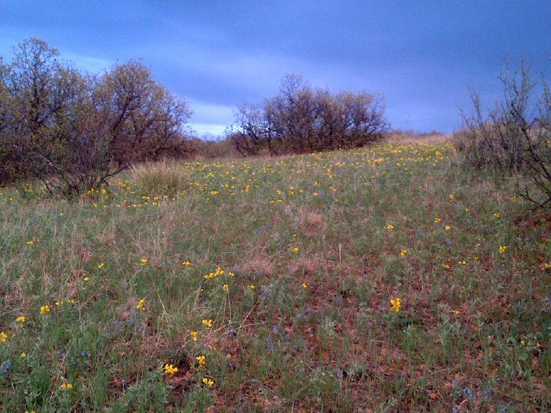 A grassy hillside dotted with yellow and purple wildflowers, surrounded by shrubs and small trees, under a cloudy sky. Wildcat Mountain / Monarch mountain bike trail.