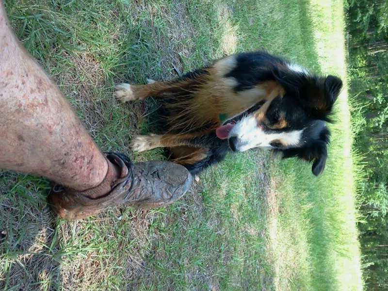 A close-up view of a muddy boot and a dog's paw in a grassy area. The dog, a black and tan breed, sits attentively beside the shoe, with its tongue out. The leg is also muddy, suggesting outdoor play. Buncombe - Brickhouse Recreation Area mountain bike trail.