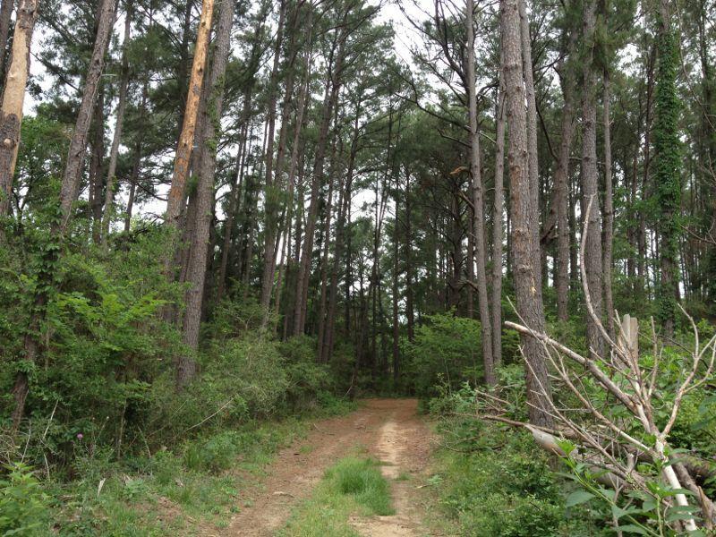 A dirt path winds through a dense forest of tall pine trees, surrounded by lush greenery and underbrush. The atmosphere appears calm and natural, with a mix of sunlight filtering through the trees. Rocky Hill Ranch mountain bike trail.