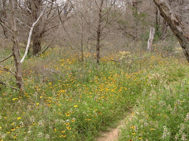 A natural scene featuring a path winding through a vibrant meadow filled with yellow and white wildflowers, framed by several bare trees in a sparsely wooded area. The landscape evokes a peaceful, outdoor setting in early spring or late winter. Rocky Hill Ranch mountain bike trail.