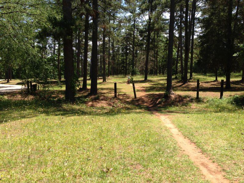 A sunny scene in a forested area, featuring a dirt path leading through tall trees. The ground is covered in green grass with patches of yellow wildflowers. A wooden fence runs along one side of the path, and a small clearing can be seen in the distance. Flat Rock Park mountain bike trail.