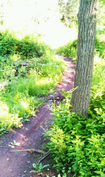 A winding dirt trail surrounded by lush greenery and small plants, with a tree standing close to the path. The sunlight filters through the trees, creating a bright and inviting atmosphere along the trail. Six Mile Run mountain bike trail.
