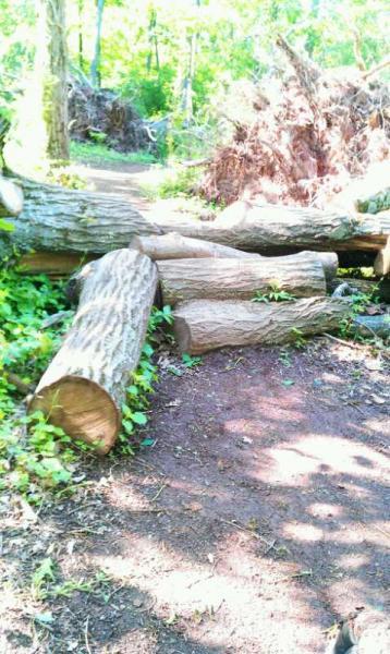 A pathway in a wooded area blocked by several logs, with some greenery and fallen branches in the background. The ground is a mix of dirt and vegetation, indicating a natural setting. Six Mile Run mountain bike trail.
