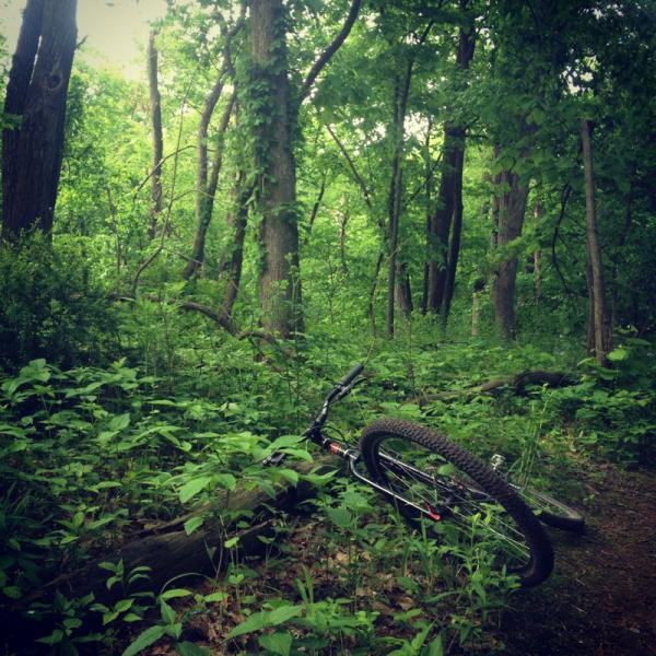A mountain bike lying on its side amidst lush green vegetation and trees in a wooded area. The Center Trails mountain bike trail.