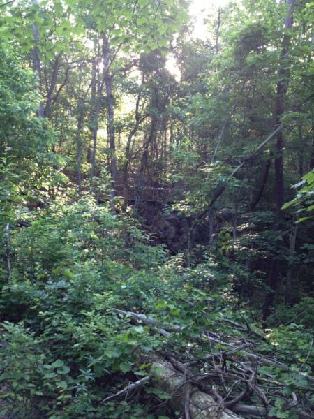 A dense forest scene featuring lush greenery, including various plants and trees. Sunlight filters through the leaves, creating a serene atmosphere. The ground is covered with scattered branches and underbrush, enhancing the natural wilderness setting. Raccoon Mountain Trail Network mountain bike trail.