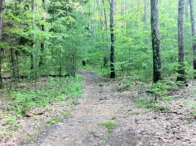 A dirt path winding through a green forest, flanked by tall trees and dense foliage. The scene is serene, with soft sunlight filtering through the leaves, creating a peaceful atmosphere. Callahan State Park mountain bike trail.