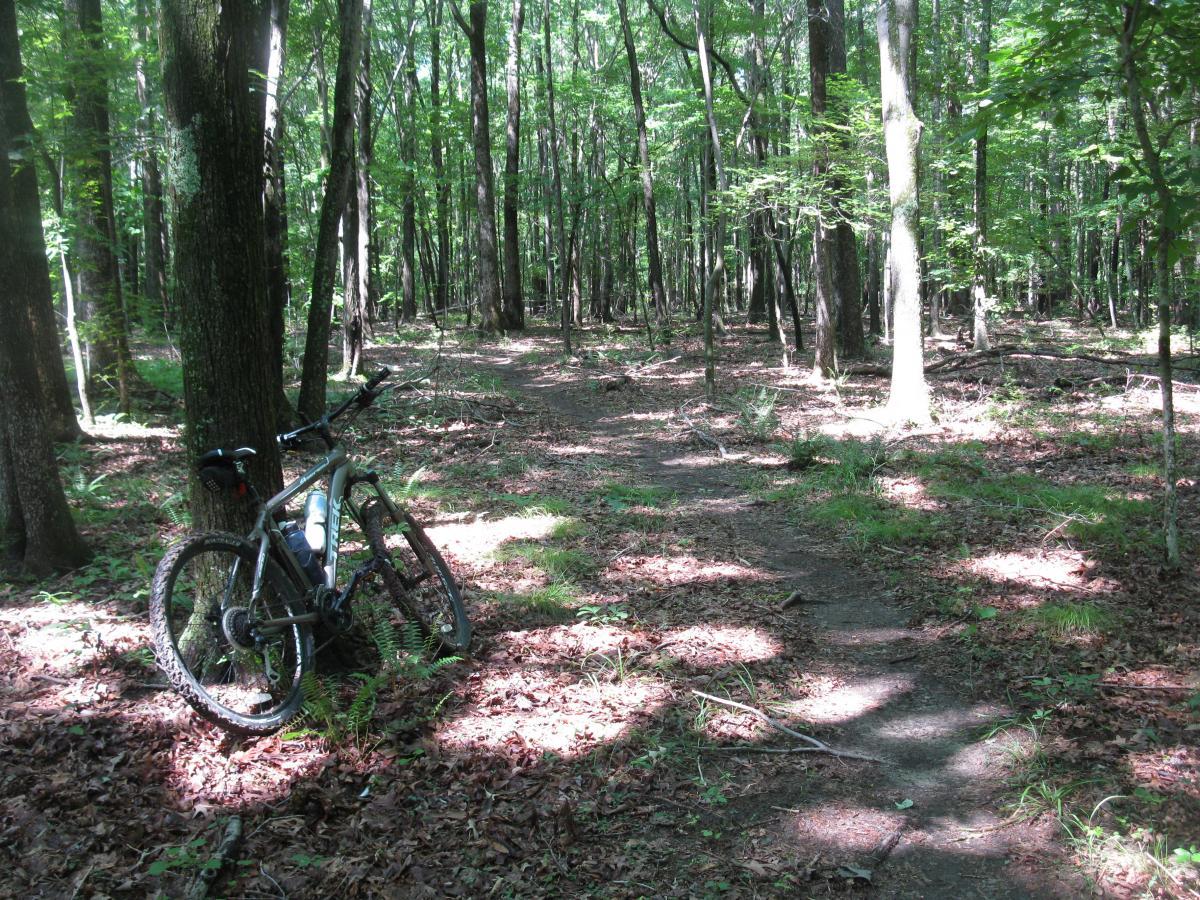 Trek 4300: A mountain bike leaning against a tree on a dirt path in a dense forest, surrounded by green foliage and sunlight filtering through the leaves. The ground is covered in fallen leaves and sparse underbrush, inviting exploration.
