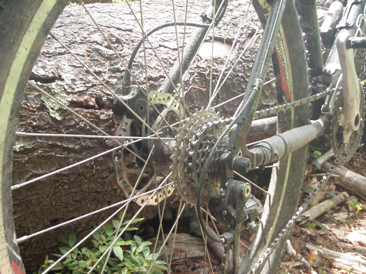Giant Iguana: Close-up view of a mountain bike's rear wheel, showcasing the rear derailleur, cassette, and chain, set against a backdrop of a fallen log and forest foliage. The bike appears to have mud and dirt on its components, indicating recent use in a rugged outdoor environment.