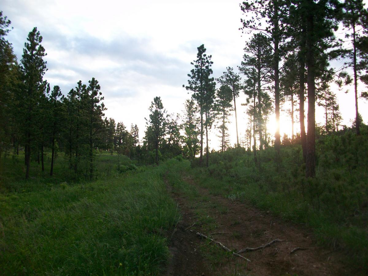 A serene forest scene featuring a dirt path winding through tall pine trees. The sun is setting in the background, casting a warm glow, while patches of green grass and varying shades of foliage enhance the natural beauty of the landscape. The sky is partly cloudy, adding depth to the tranquil setting. Victoria's Secret mountain bike trail.