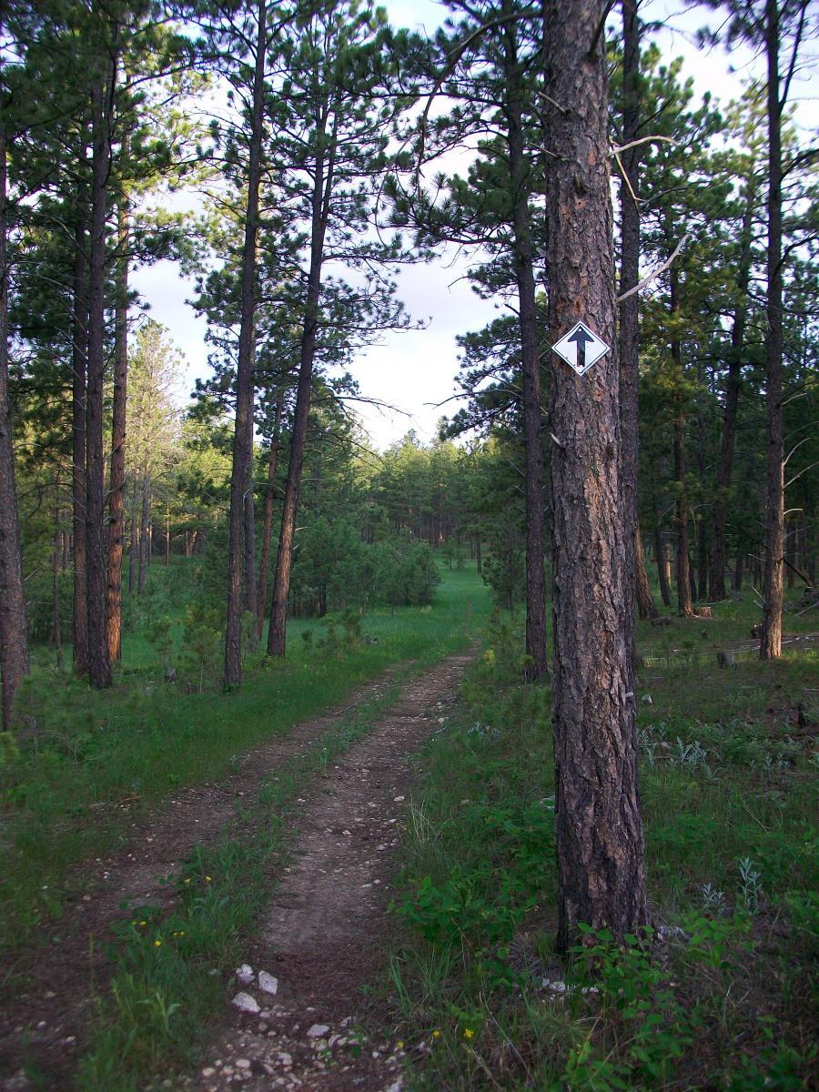 A dirt path winding through a dense forest of tall pine trees, with a trail marker on a nearby tree indicating directions. The scene is bathed in natural light, showcasing vibrant greenery along the sides of the path. Victoria's Secret mountain bike trail.