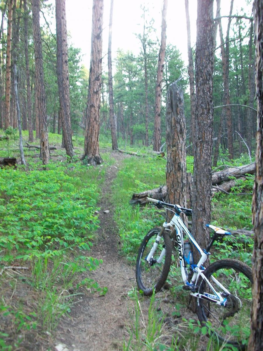 A mountain bike leaning against a tree along a narrow trail in a dense forest, surrounded by tall pine trees and lush green undergrowth. The scene is illuminated by soft, natural light filtering through the foliage. Victoria's Secret mountain bike trail.