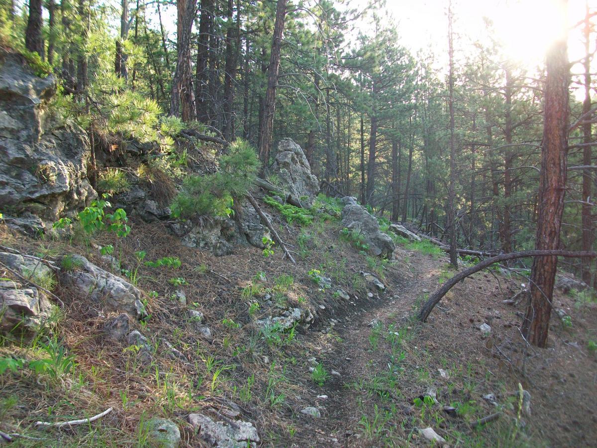 A winding dirt path through a dense forest, surrounded by rocky outcrops, pine trees, and underbrush, with soft sunlight filtering through the branches. Victoria's Secret mountain bike trail.