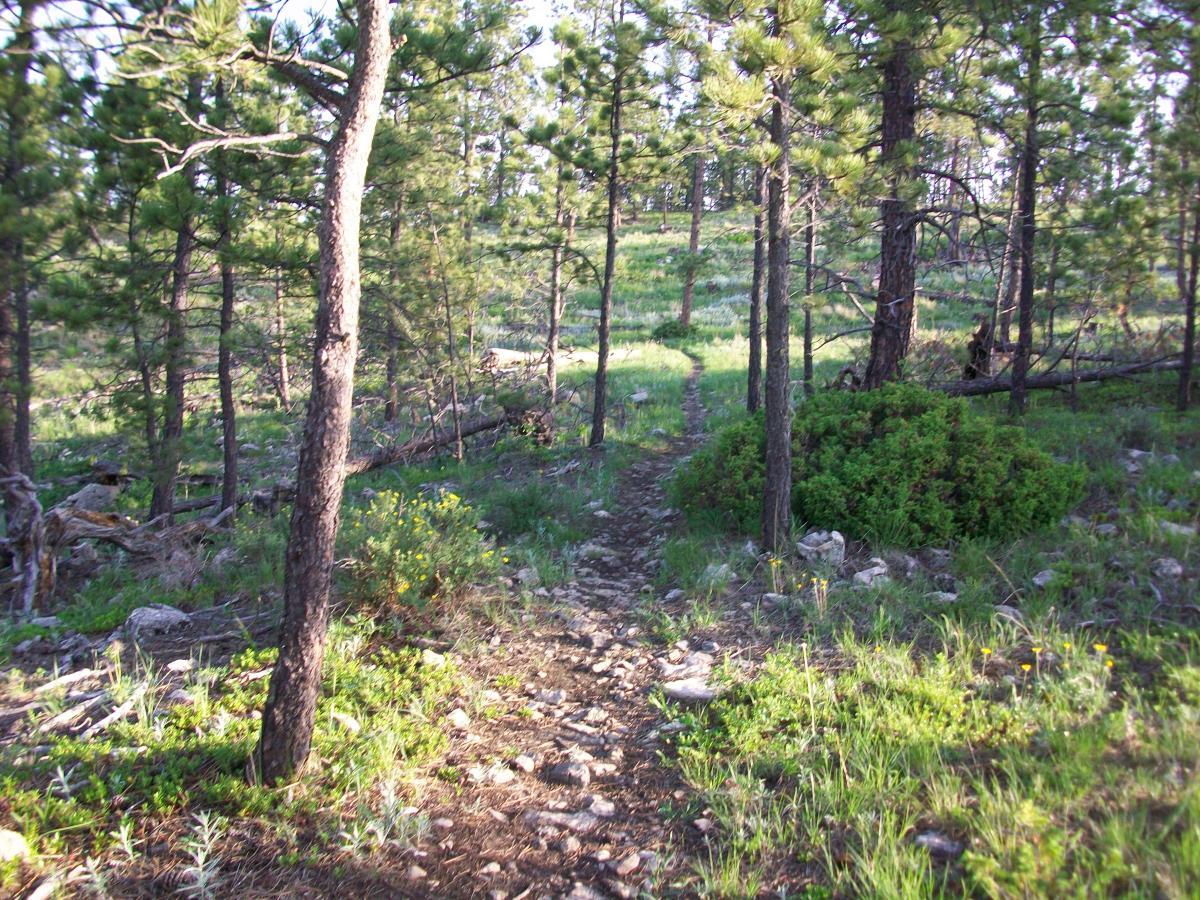 A narrow, rocky path leads through a dense forest filled with tall green pine trees. Sunlight filters through the branches, illuminating patches of grass and shrubs along the trail. The scene is serene and inviting, showcasing the natural beauty of a woodland setting. Victoria's Secret mountain bike trail.