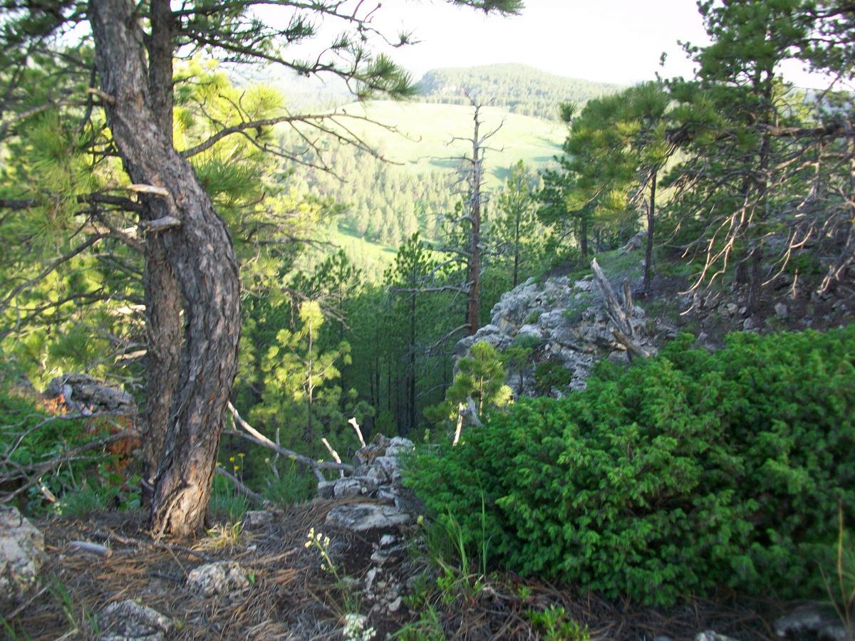 A scenic view from a rocky hillside, featuring tall pine trees and lush greenery. The landscape slopes down towards a valley, with a backdrop of rolling hills under a bright sky. Sunlight filters through the leaves, illuminating the natural beauty of the area. Victoria's Secret mountain bike trail.