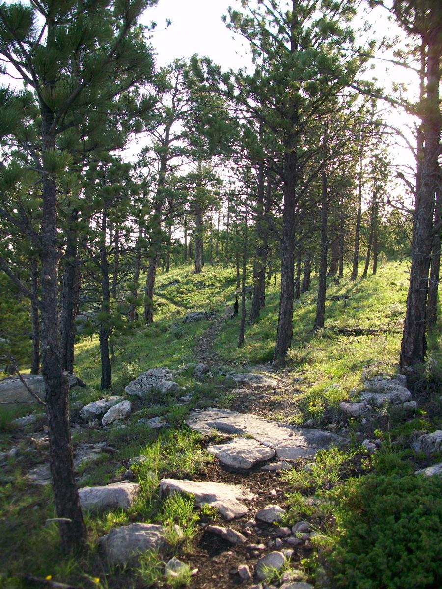 A winding dirt path bordered by rocks and greenery, surrounded by tall pine trees under soft sunlight. The scene evokes a serene forest atmosphere, inviting exploration into nature. Victoria's Secret mountain bike trail.