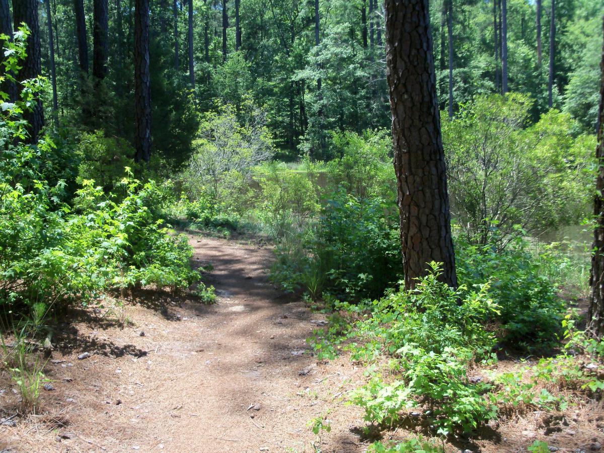 A narrow dirt path meanders through a lush forest, flanked by vibrant green shrubs and tall trees under a clear blue sky. Sunlight filters through the leaves, creating a serene natural atmosphere. Bartram Trail / West Dam / Wildwood Park mountain bike trail.