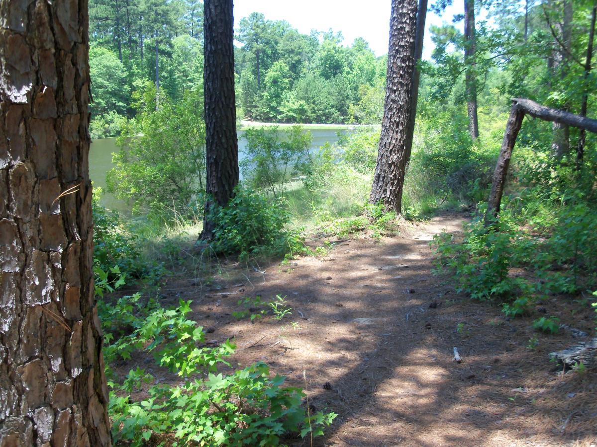 A serene forest scene featuring tall pine trees and lush green foliage along the edge of a calm pond. Sunlight filters through the leaves, casting dappled shadows on a natural path leading toward the water. Bartram Trail / West Dam / Wildwood Park mountain bike trail.
