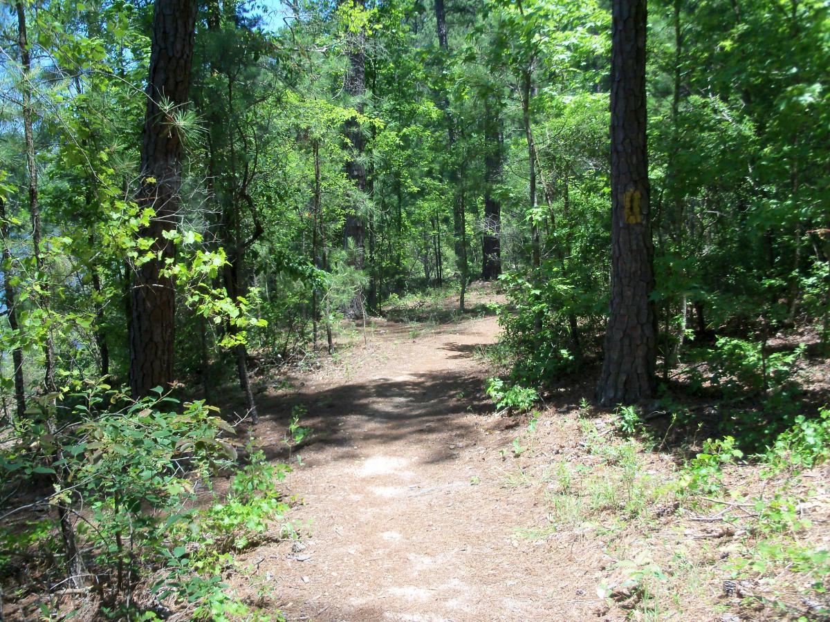 A narrow dirt path winding through a dense forest, surrounded by tall trees and lush green foliage. Sunlight filters through the leaves, creating dappled light on the ground. Bartram Trail / West Dam / Wildwood Park mountain bike trail.
