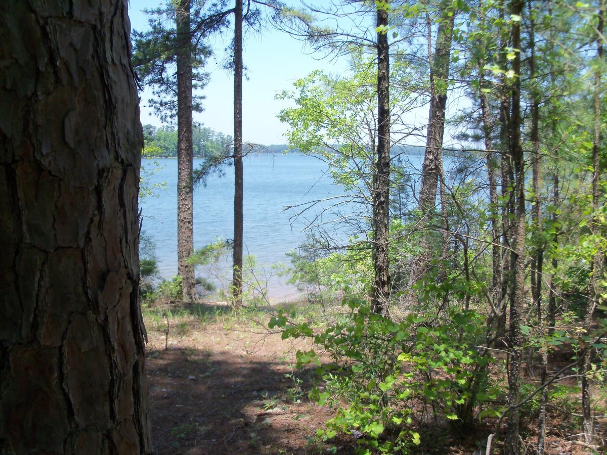 A serene view of a lake surrounded by tall pine trees. The foreground features a textured tree trunk on the left, while the calm blue water is visible in the background, framed by lush greenery under clear skies. Bartram Trail / West Dam / Wildwood Park mountain bike trail.