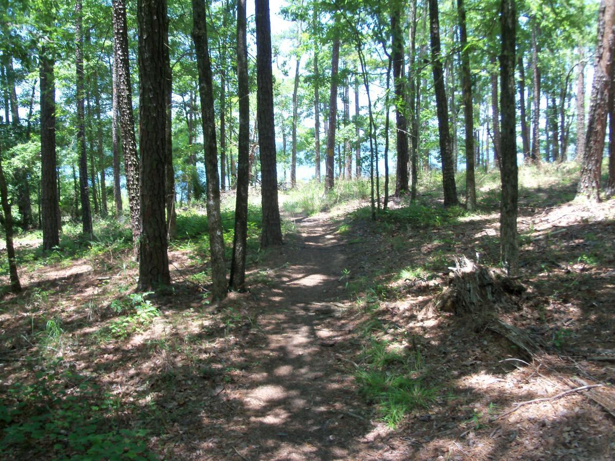 A sunlit forest path winding through tall trees, with scattered patches of sunlight illuminating the ground covered in leaves and underbrush. In the background, hints of a body of water can be seen peeking between the trees. Bartram Trail / West Dam / Wildwood Park mountain bike trail.