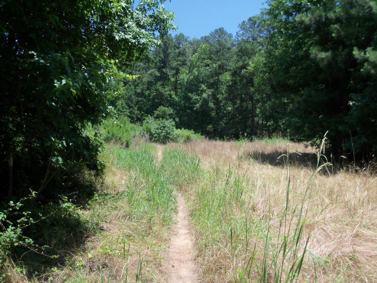 A narrow dirt path stretches through a sunny clearing bordered by tall grasses and trees, leading into a forested area with dense greenery. The scene captures a serene natural setting, evoking a sense of exploration and tranquility. Bartram Trail / West Dam / Wildwood Park mountain bike trail.