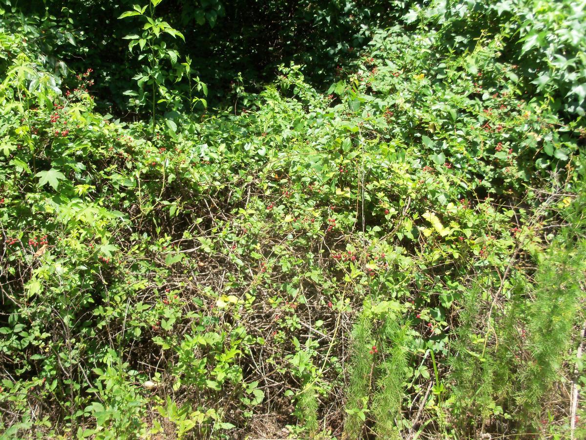 Lush green foliage with various plants and bushes, interspersed with small red berries, under bright sunlight. The scene captures a dense, natural area with a mix of leaves and stems. Bartram Trail / West Dam / Wildwood Park mountain bike trail.