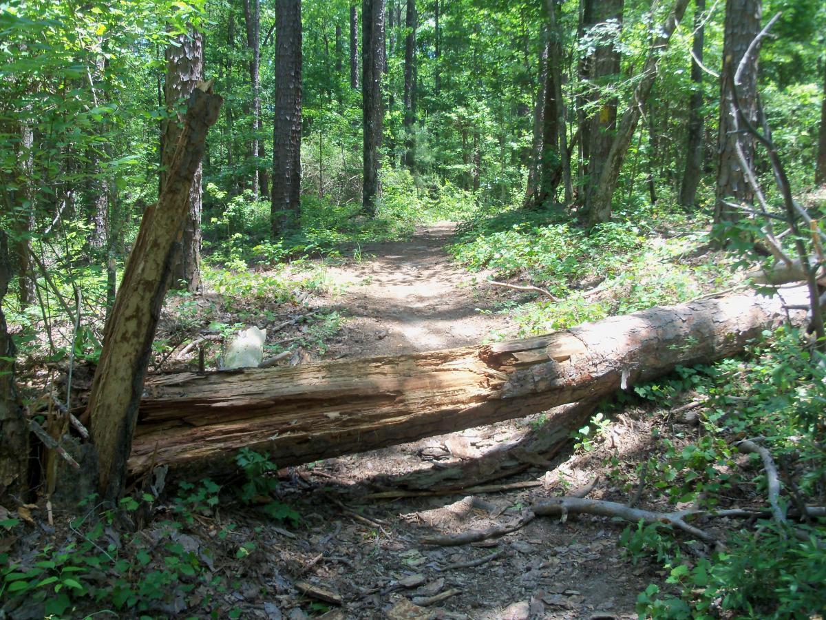 A dirt path winding through a lush green forest, with a fallen tree trunk blocking part of the trail, surrounded by dense vegetation and tall trees. Bartram Trail / West Dam / Wildwood Park mountain bike trail.